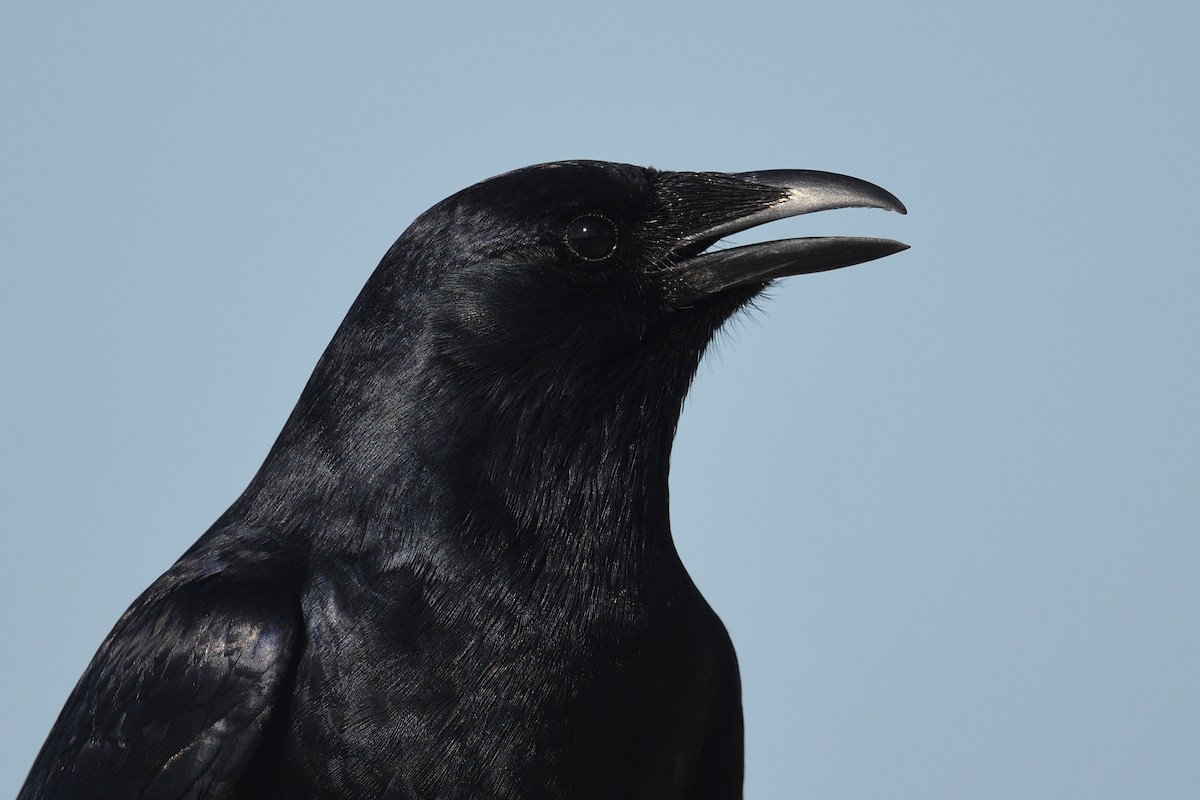 ウオガラス - ML650987784