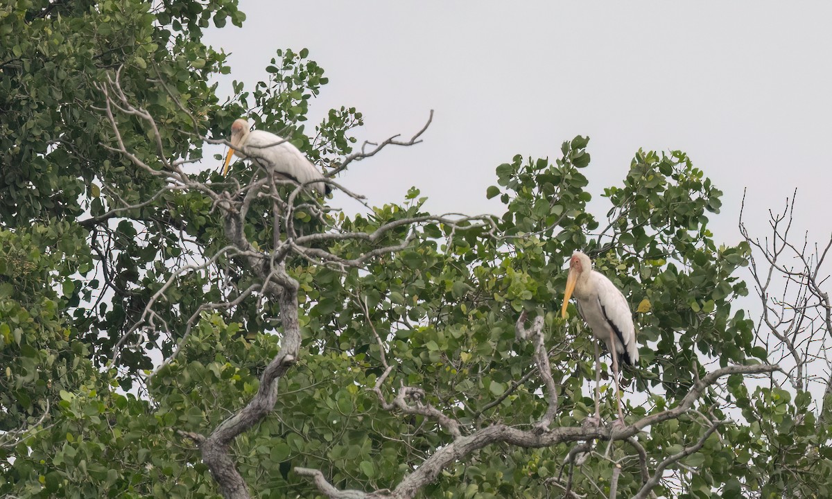 Лелека-тантал білий - ML650987820