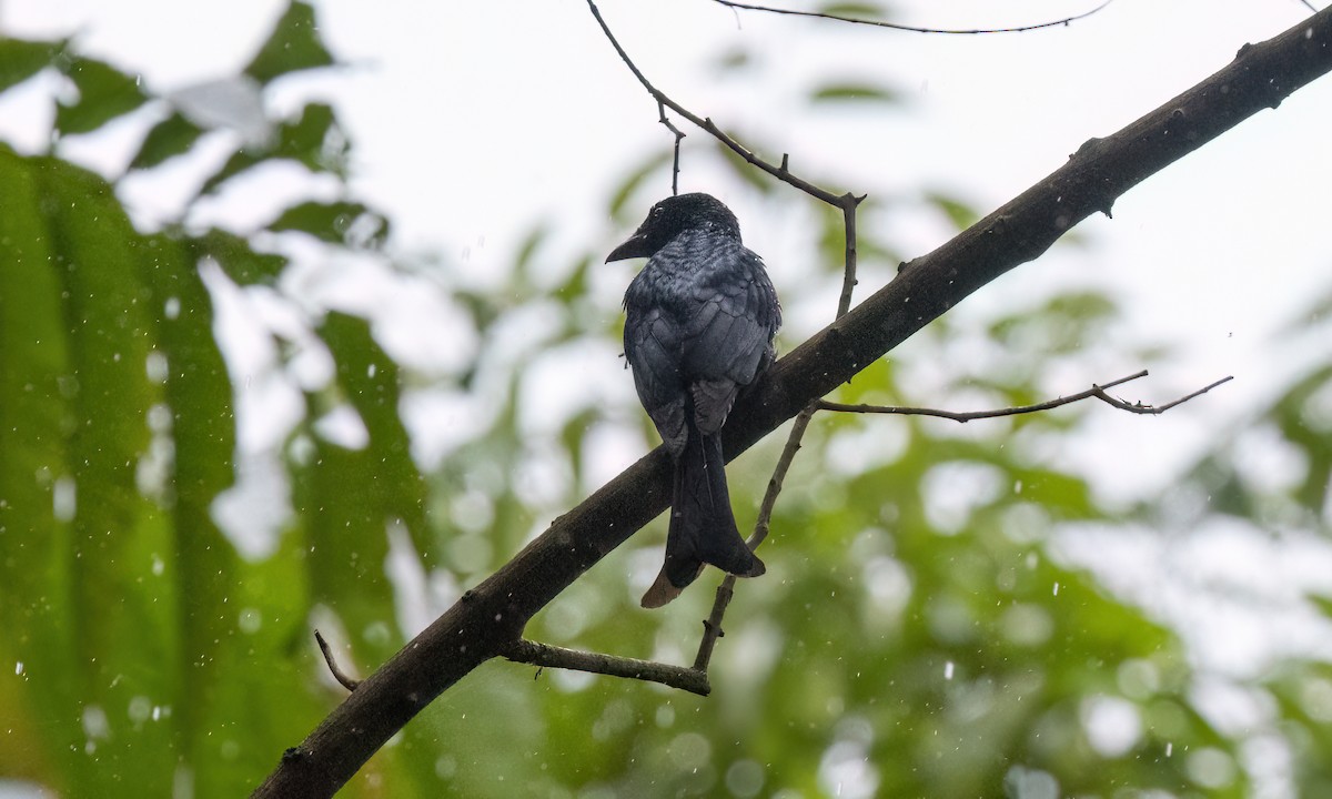 Дронго великодзьобий - ML650987953