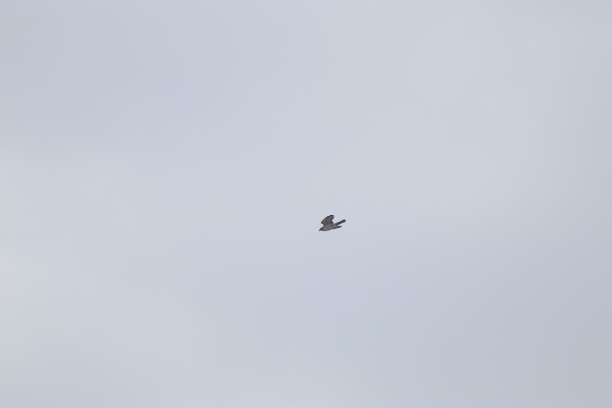 hawk sp. - ML650988008