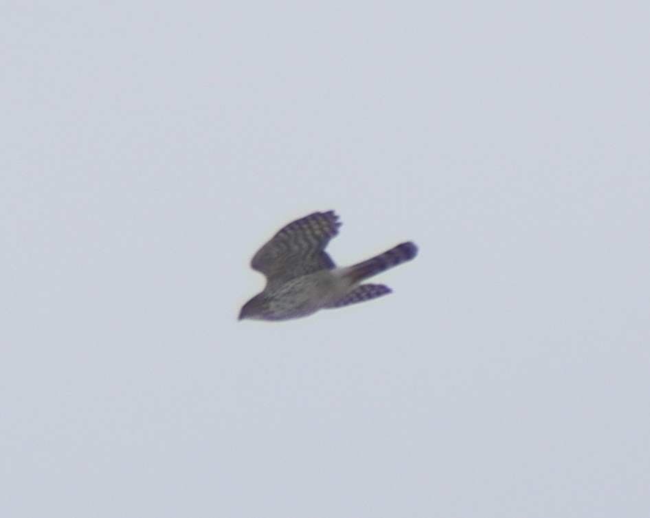 hawk sp. - ML650988009