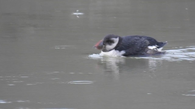 Тупик - ML650988029