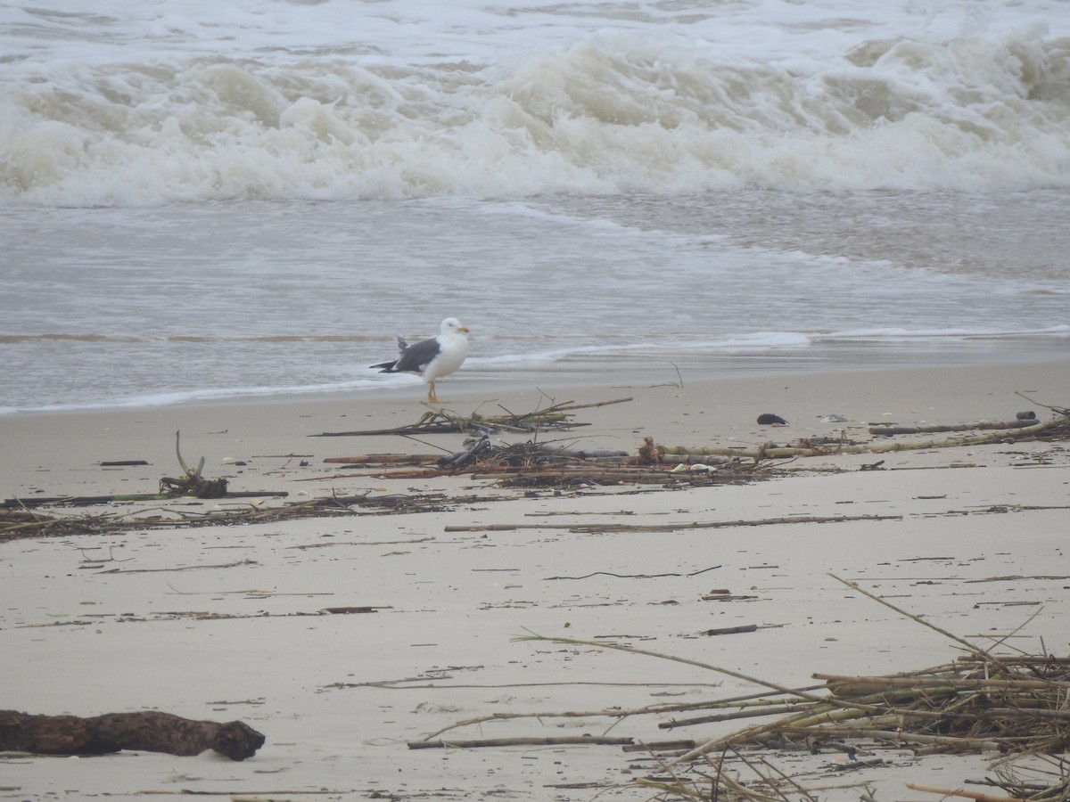 Heringsmöwe - ML650988100