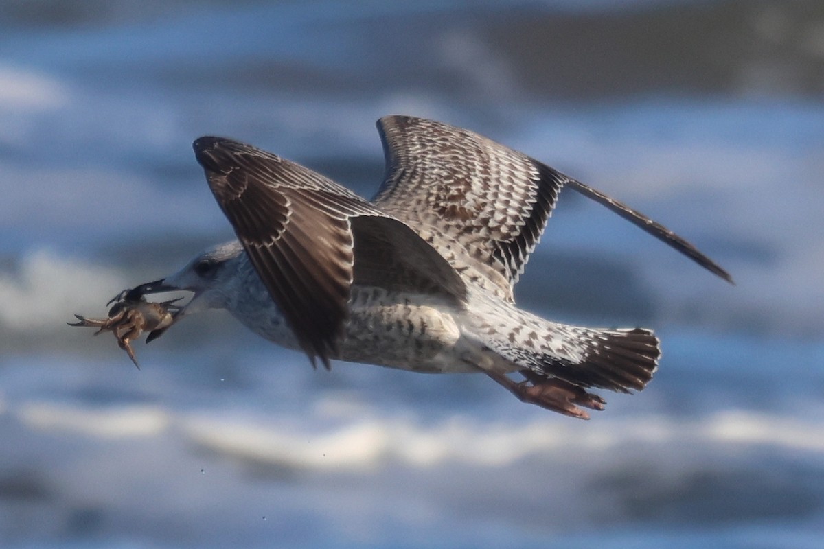 Heringsmöwe - ML650988574