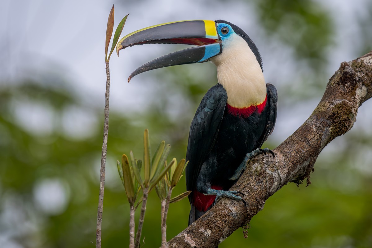 White-throated Toucan - ML650988682