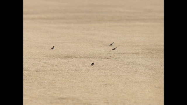 Spioncello del Pacifico - ML650988703