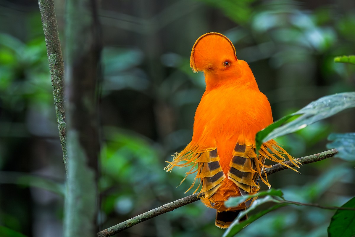 Guianan Cock-of-the-rock - ML650988733