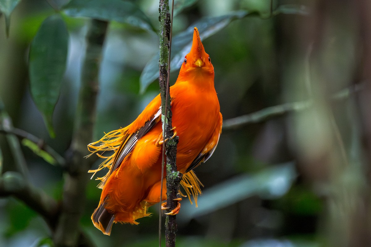 Guianan Cock-of-the-rock - ML650988734