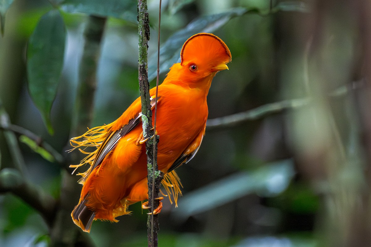 Guianan Cock-of-the-rock - ML650988735