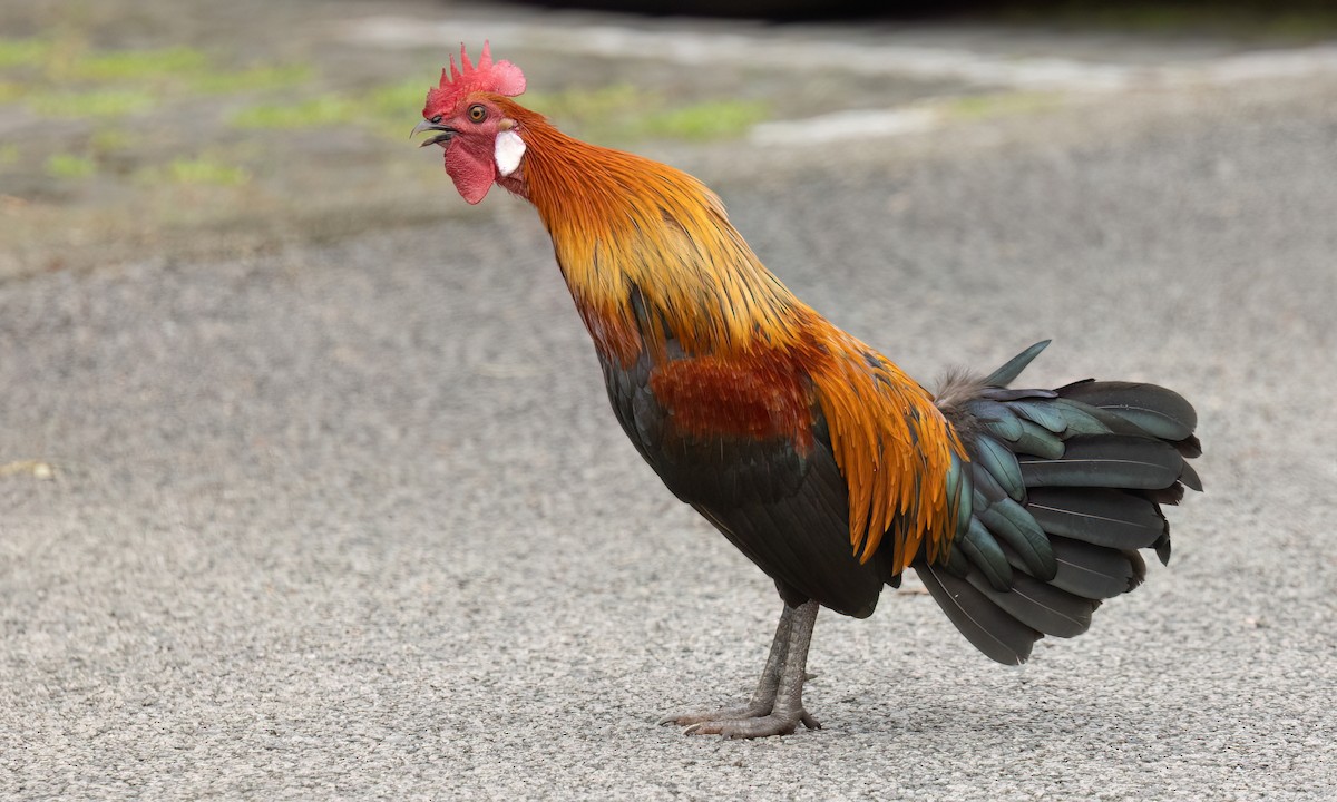 Курка банківська - ML650988877