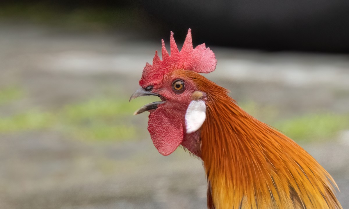 Курка банківська - ML650988879