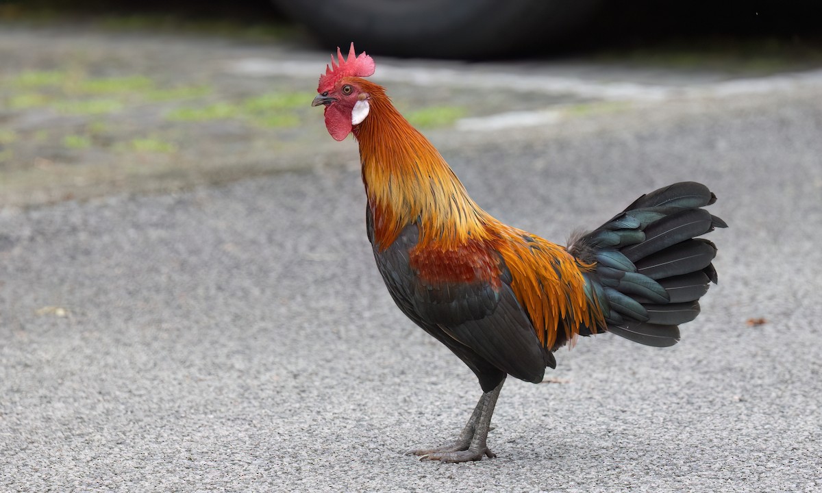 Курка банківська - ML650988880