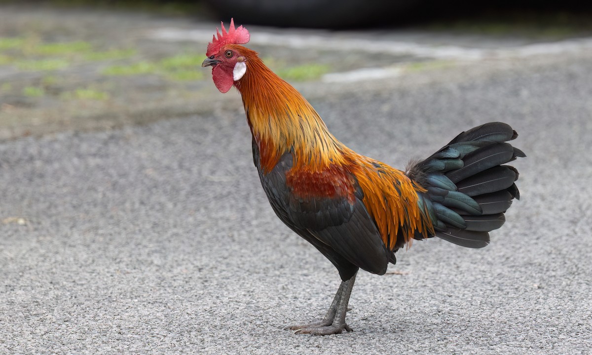 Курка банківська - ML650988881