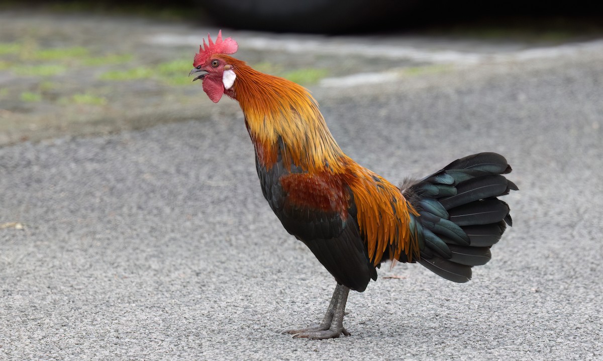 Курка банківська - ML650988882