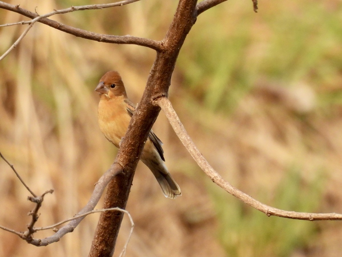 Blue Grosbeak - ML650989228
