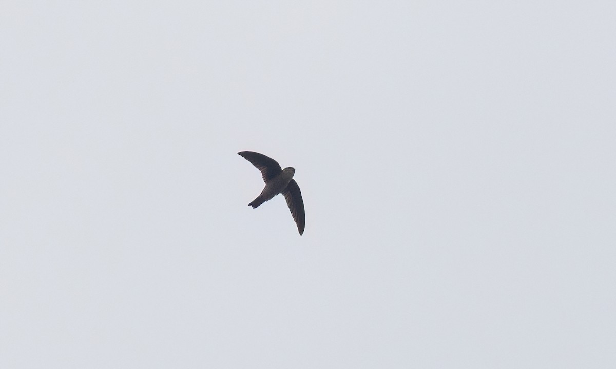 Саланґана Aerodramus sp. - ML650989241