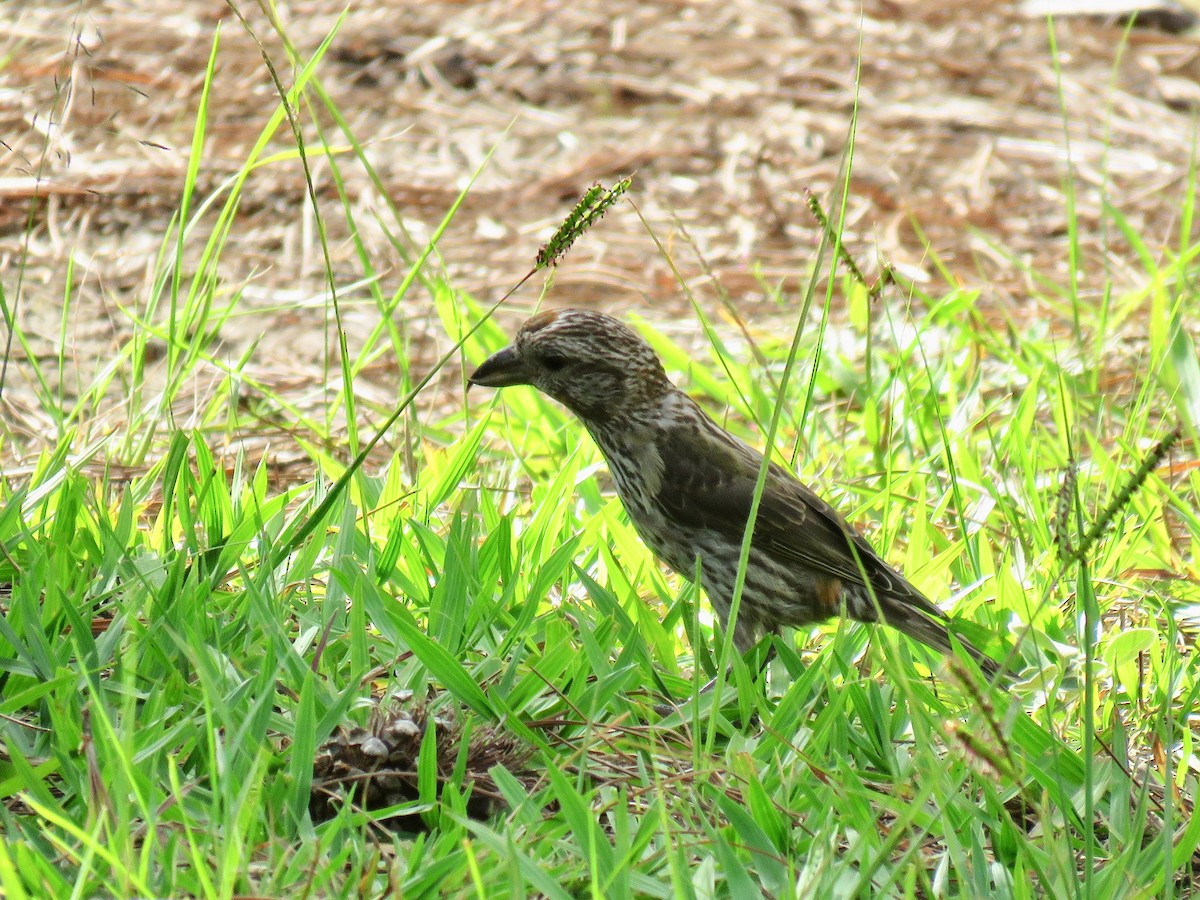 Red Crossbill - ML65098971