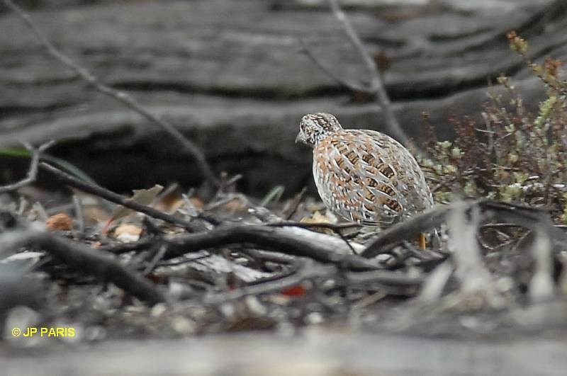 Painted Buttonquail - ML650990908