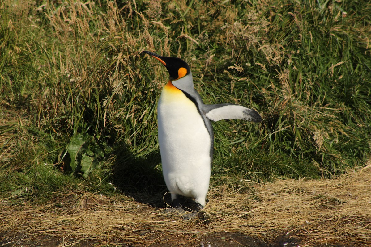 Королевский пингвин - ML650990910