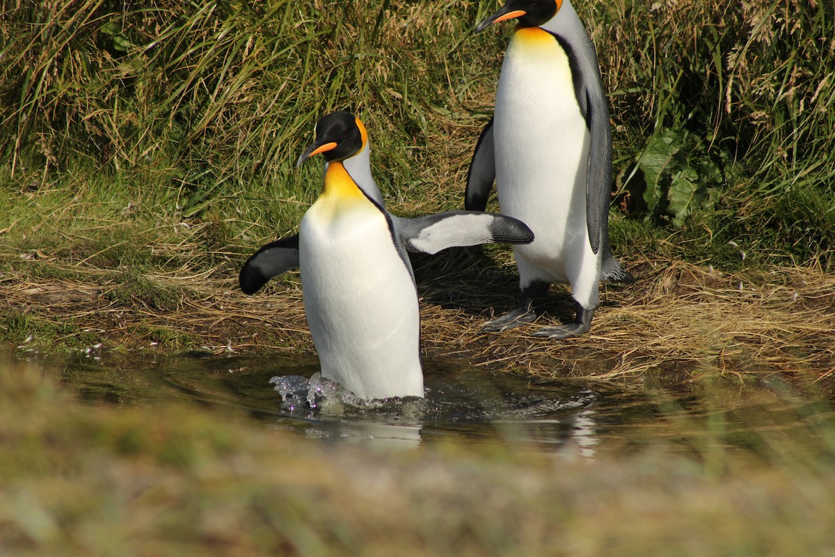 Королевский пингвин - ML650990912