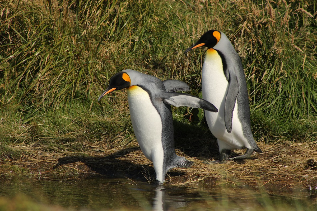 Королевский пингвин - ML650990914