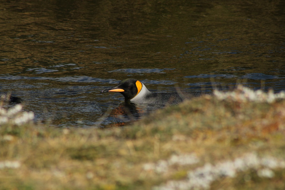 Королевский пингвин - ML650990920
