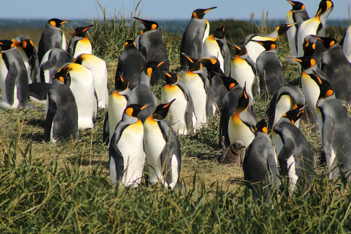 Королевский пингвин - ML650990921