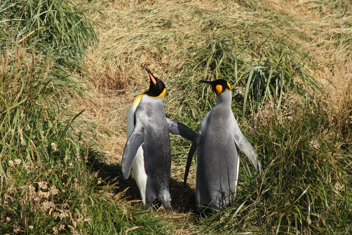 Королевский пингвин - ML650990924