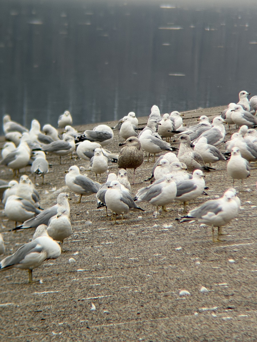 racek americký - ML650990946