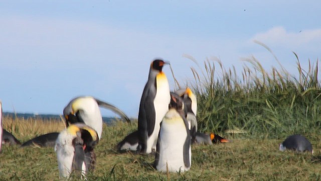 Королевский пингвин - ML650990952