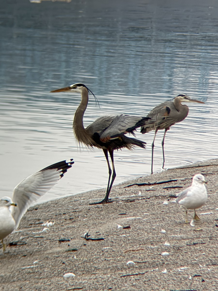 volavka velká - ML650991061