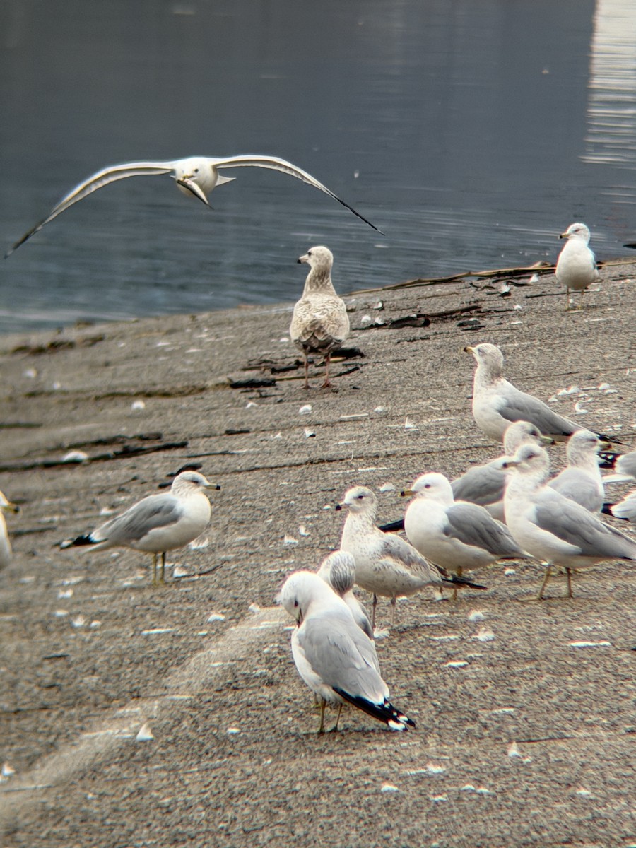 racek kroužkozobý - ML650991221