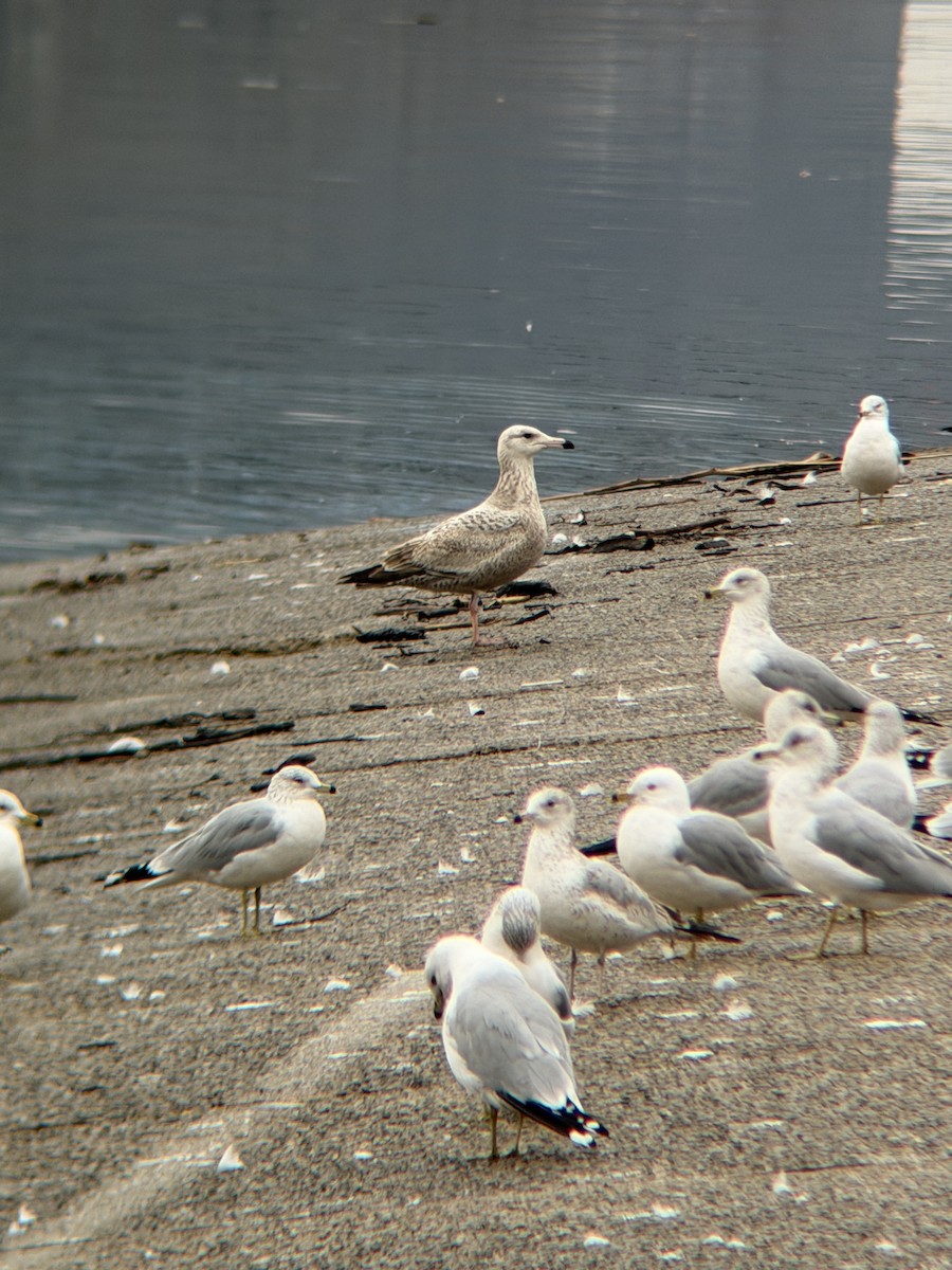 racek americký - ML650991264