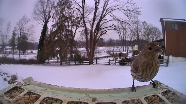 Мексиканская чечевица - ML650991434