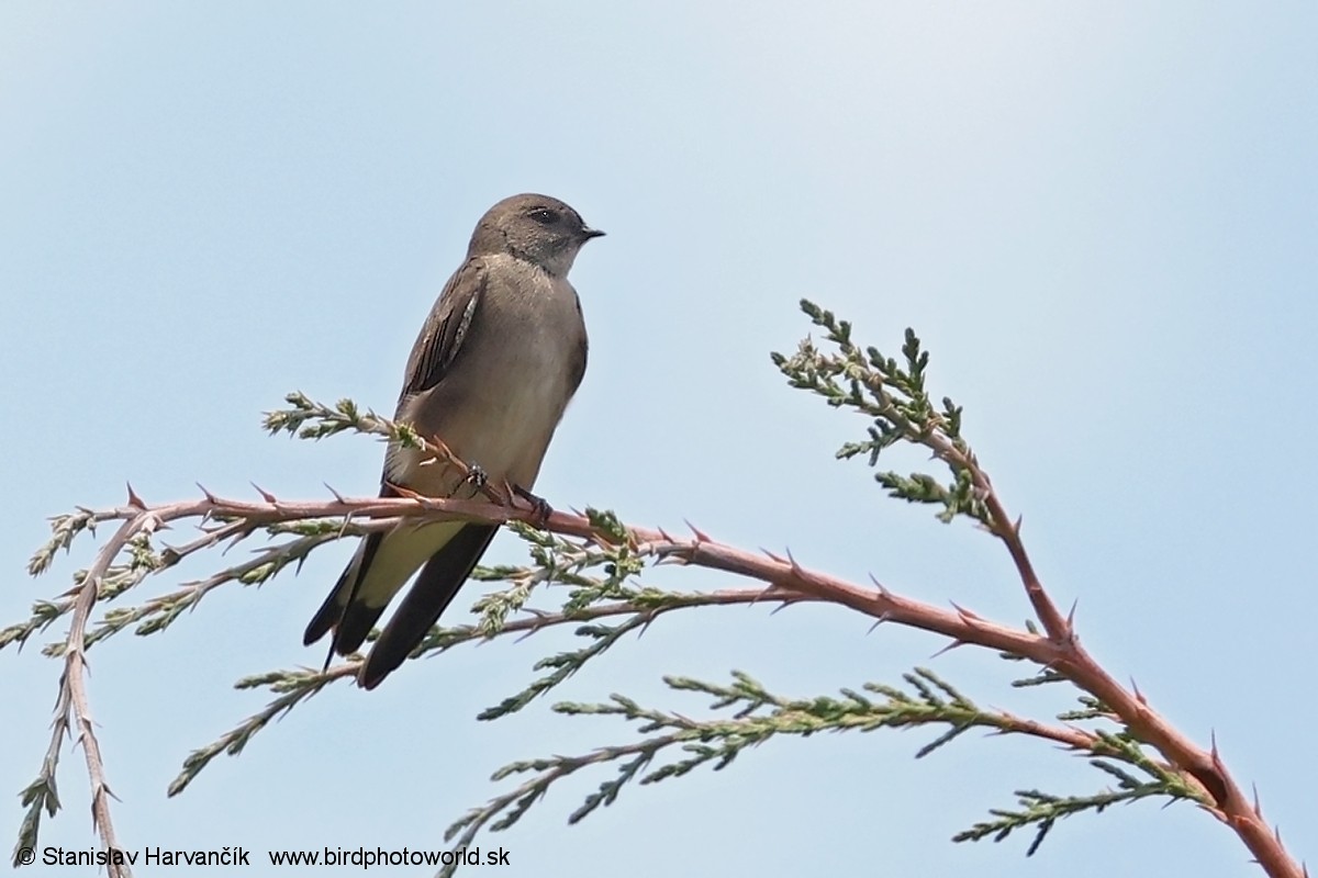 Avión Paludícola Etíope (forma no descrita) - ML650991664