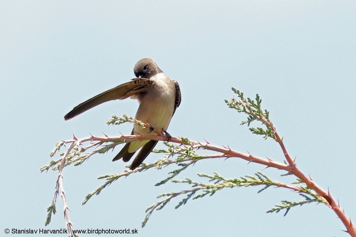 Avión Paludícola Etíope (forma no descrita) - ML650991665