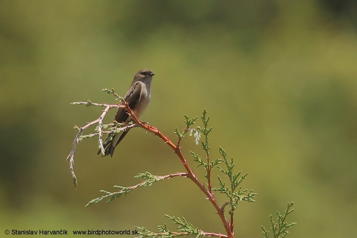 Avión Paludícola Etíope (forma no descrita) - ML650991666