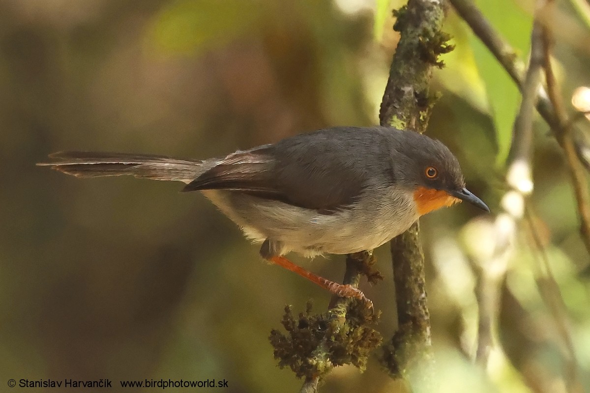 Apalis Gorjicastaño - ML650991835