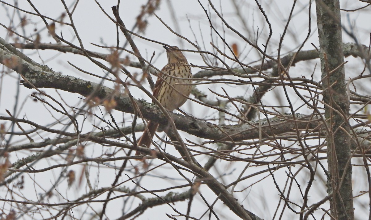 Brown Thrasher - ML650992121