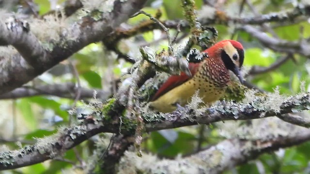 Crimson-mantled Woodpecker - ML650992157