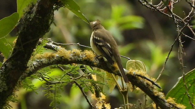 Sierran Elaenia - ML650992174