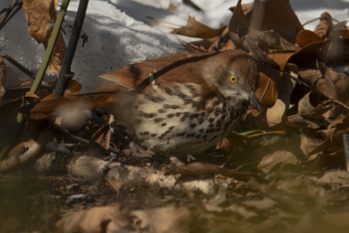 Brown Thrasher - ML650992176
