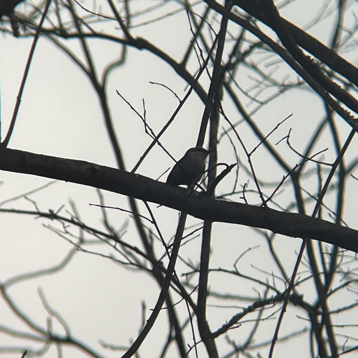 Boz Başlı Sıvacı - ML650992180