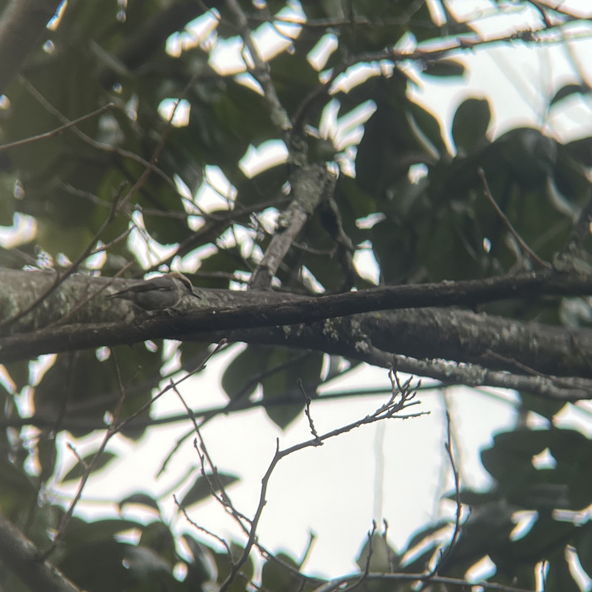 Boz Başlı Sıvacı - ML650992181