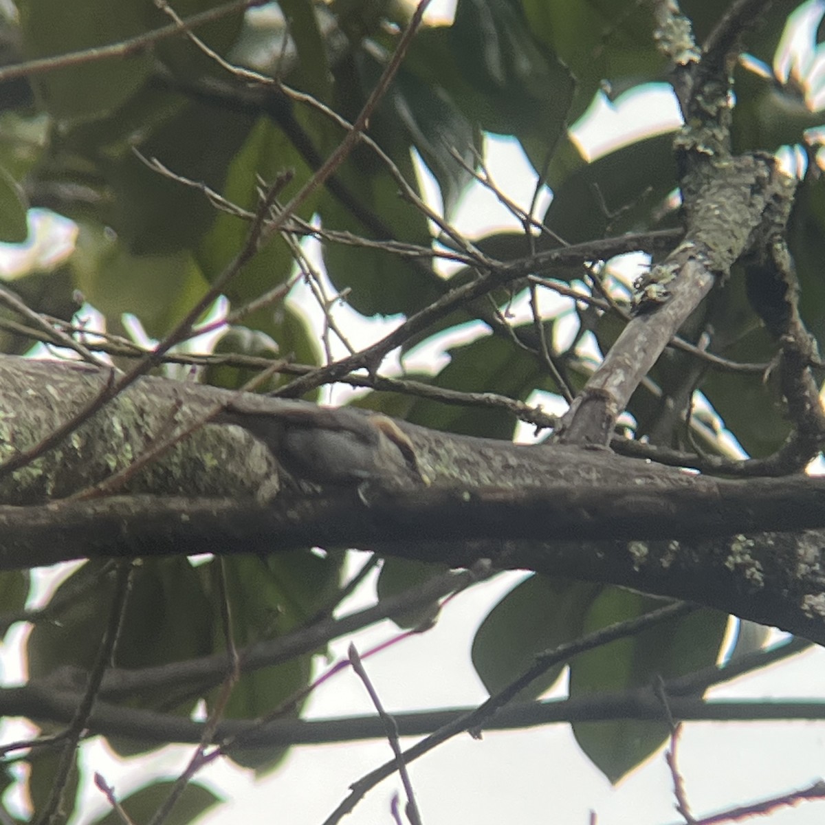 Boz Başlı Sıvacı - ML650992182