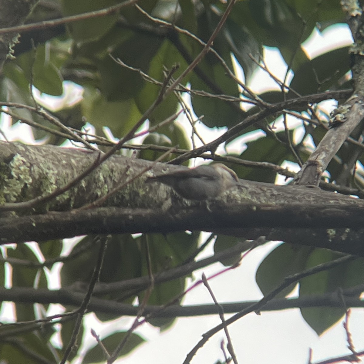 Boz Başlı Sıvacı - ML650992183