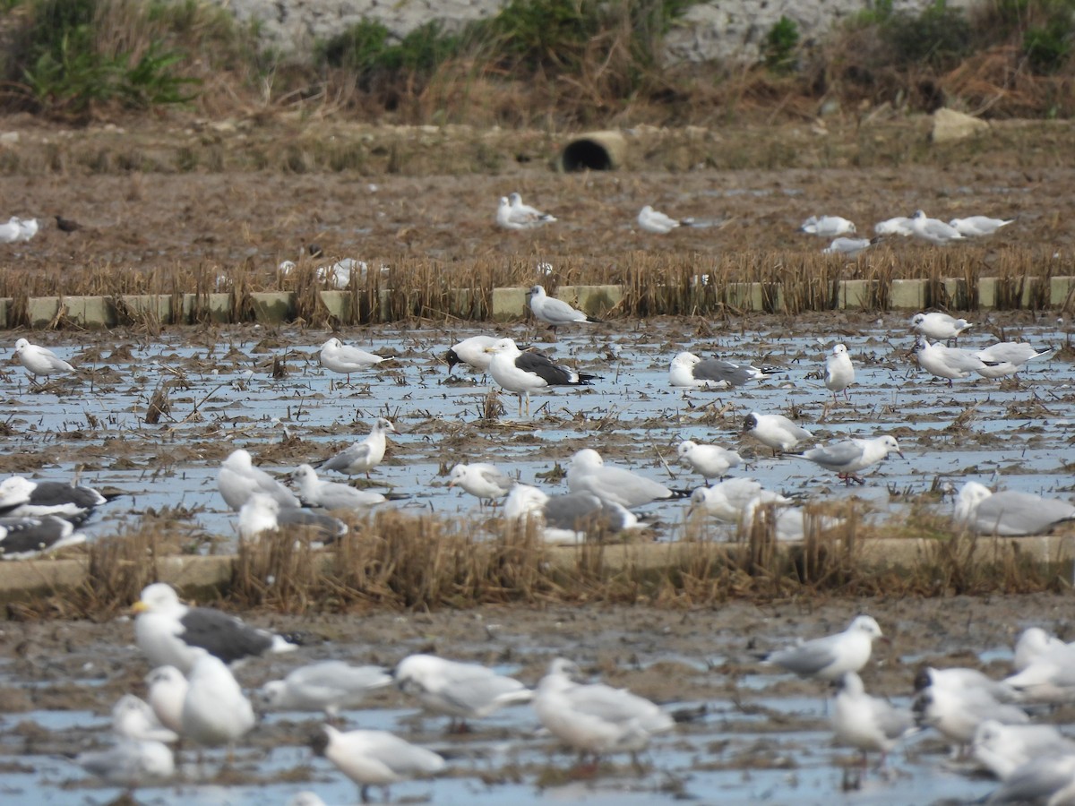 Heringsmöwe (intermedius) - ML650992185