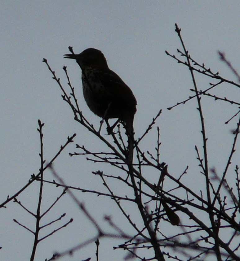 Brown Thrasher - ML650992277