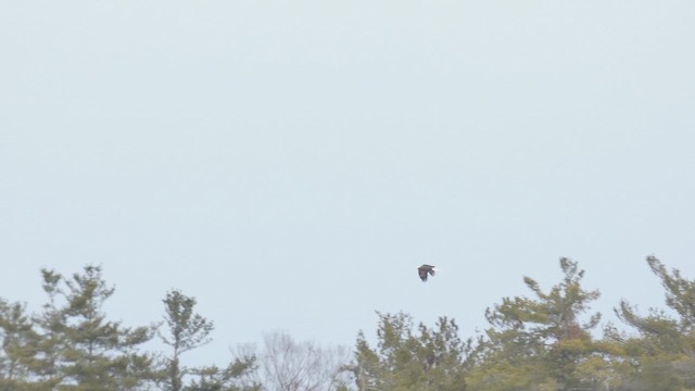 Белоголовый орлан - ML650992303