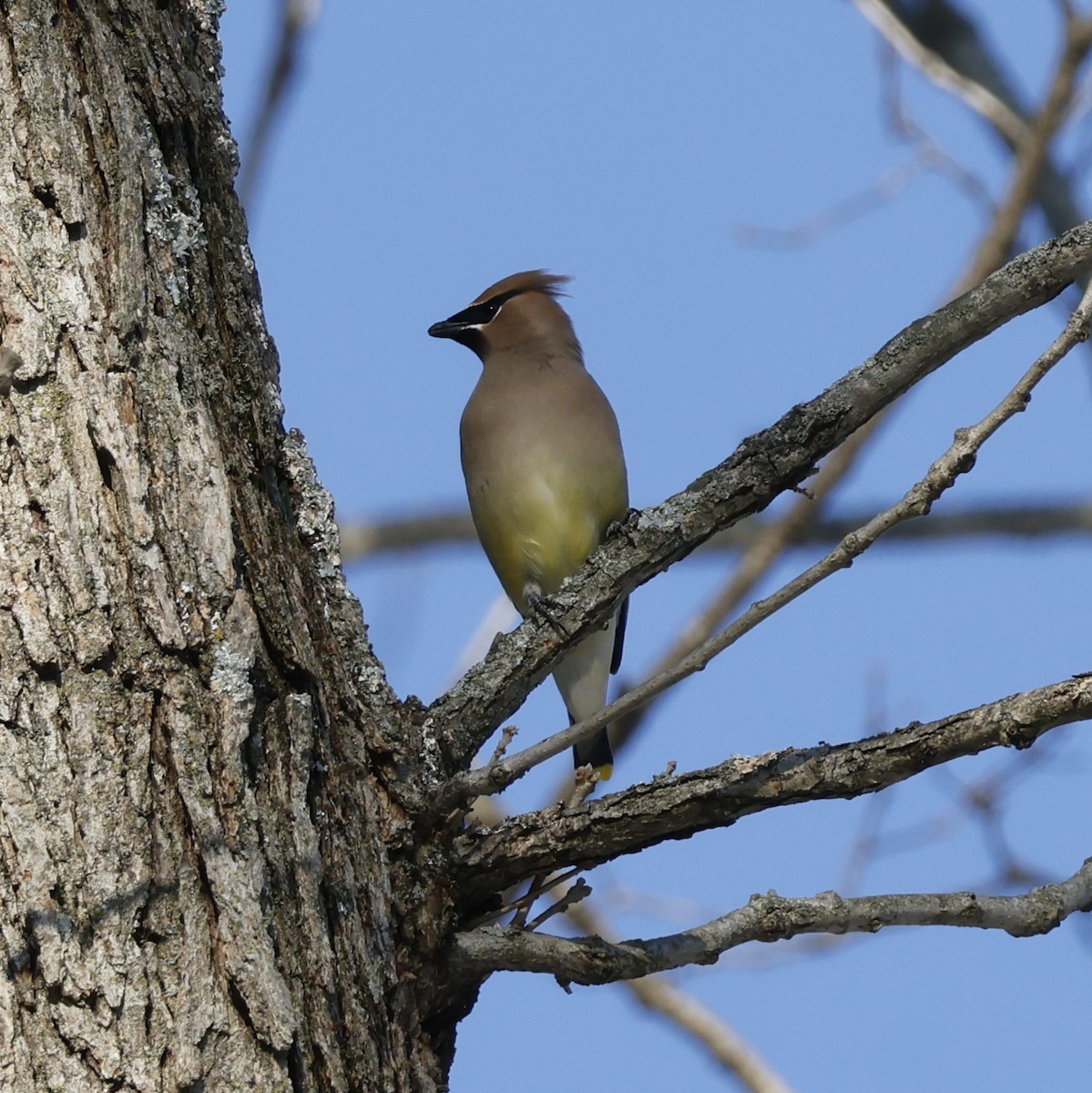 ציצנית אמריקנית - ML650992332